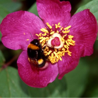 Le prime Peonie