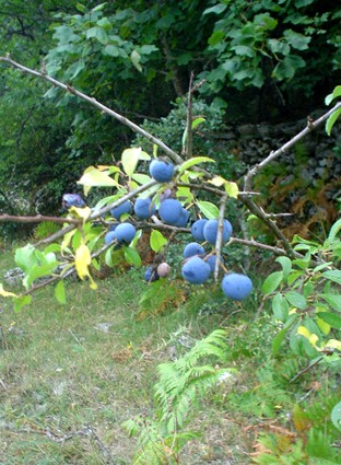 Frutti e bacche