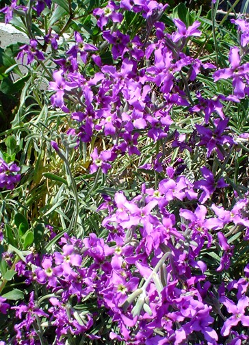 Fiori di primavera