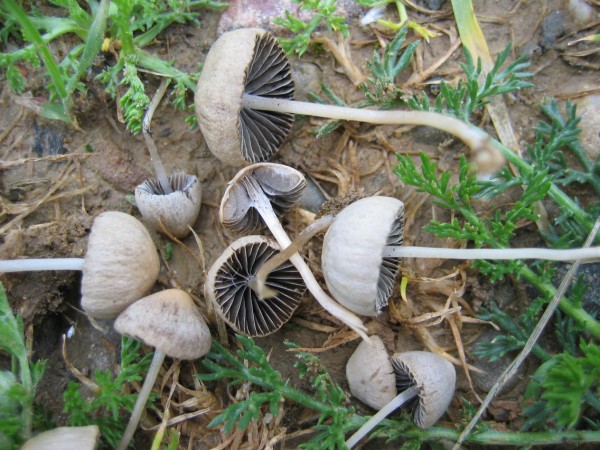 Peziza et Panaeolus