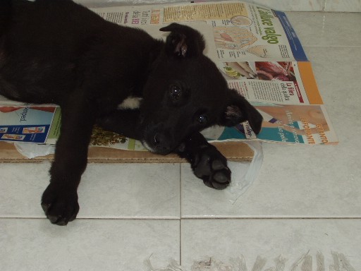 Qui ci sono troppi gatti, apriamo una discussione cani