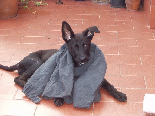 Qui ci sono troppi gatti, apriamo una discussione cani