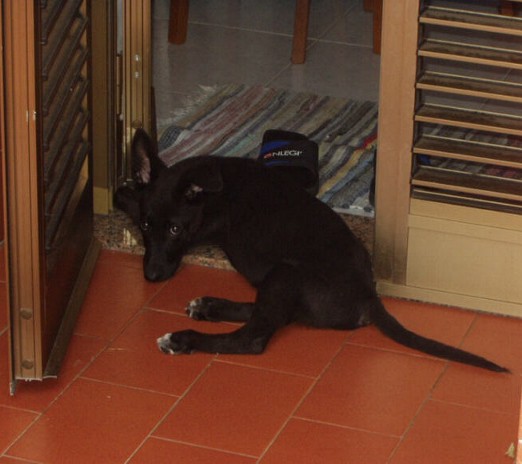 Qui ci sono troppi gatti, apriamo una discussione cani