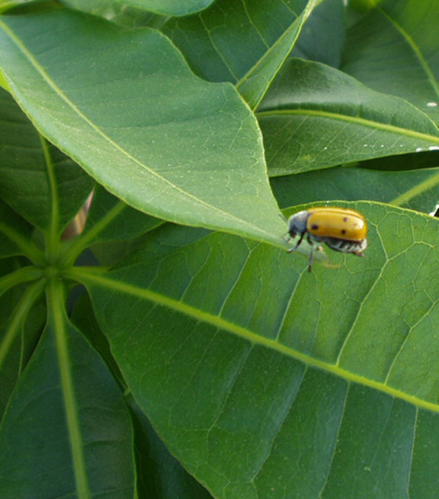 Lachnaia sexpunctata?