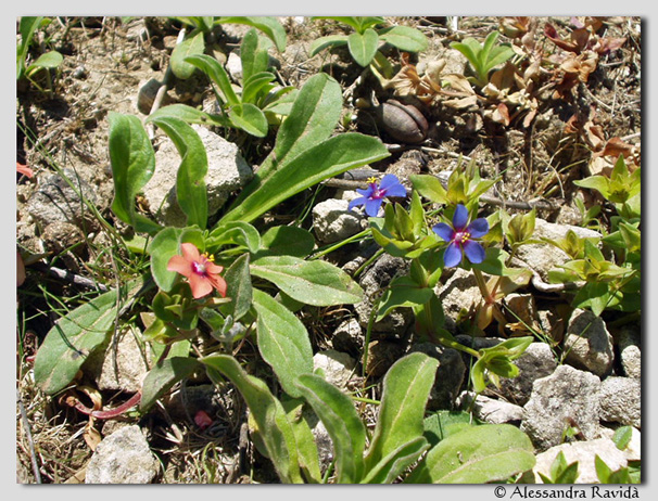Anagallis foemina o A. arvensis??