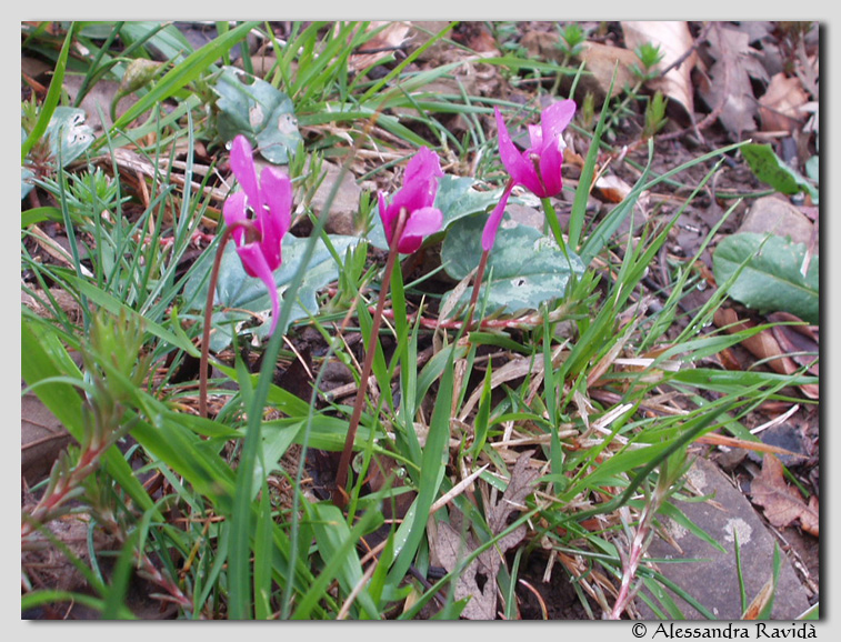 Cyclamen repandum / Ciclamino primaverile 