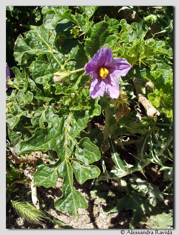 Flora nebrodense