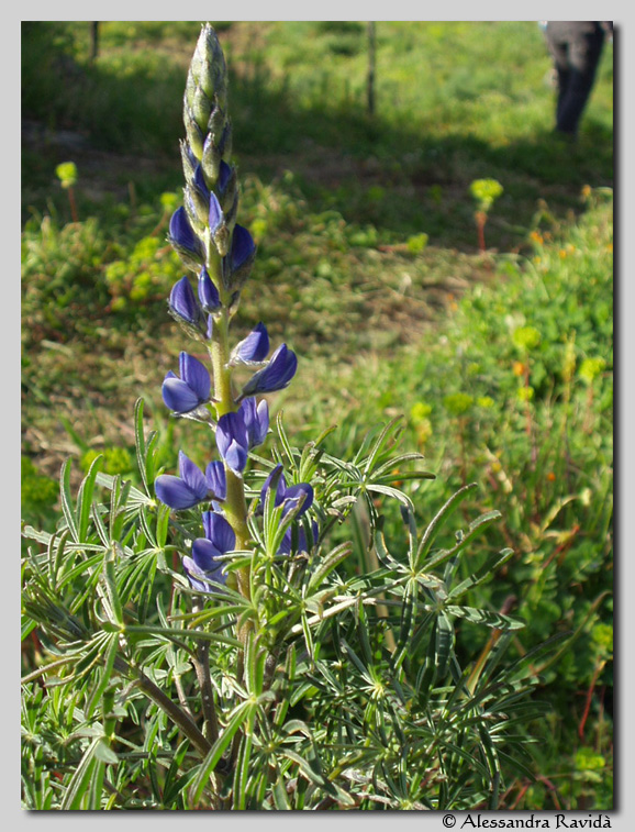 Lupinus gussoneanus (= Lupinus micranthus) / Lupino irsuto