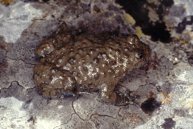 Bombina variegata scabra (Grecia)