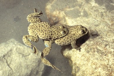 Bombina variegata scabra (Grecia)