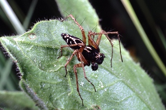 Oxyopes sp