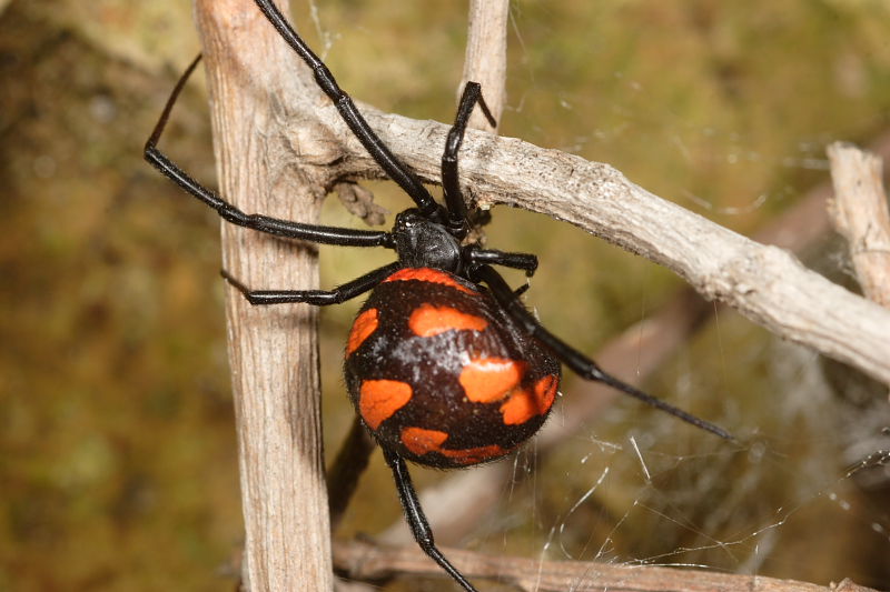 Steatoda paykulliana