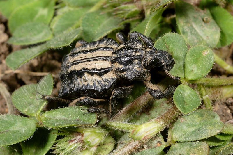 Brachycerus undatus e Brachycerus plicatus