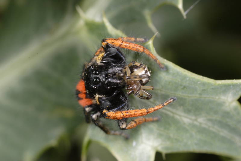 femmina di Philaeus chrysops preda ....Araniella