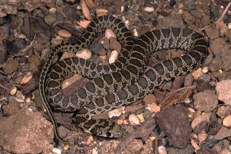Hemorrhois hippocrepis