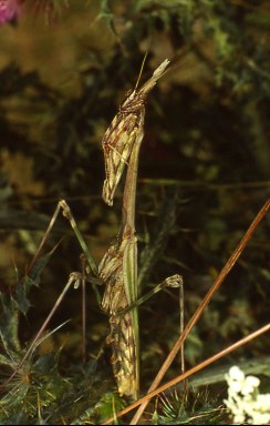 Empusa pennata