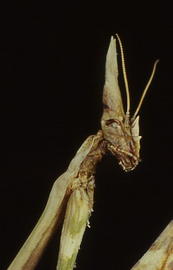 Empusa pennata