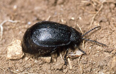 E'' un Meloidae?  S,  Meloe apenninicus, femmina