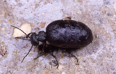 E'' un Meloidae?  S,  Meloe apenninicus, femmina