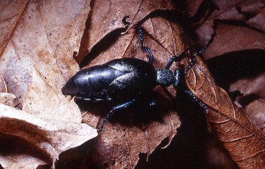 E'' un Meloidae?  S,  Meloe apenninicus, femmina