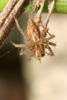 Pisaura mirabilis