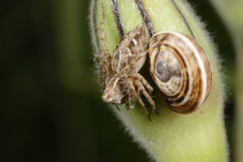 Pisaura mirabilis
