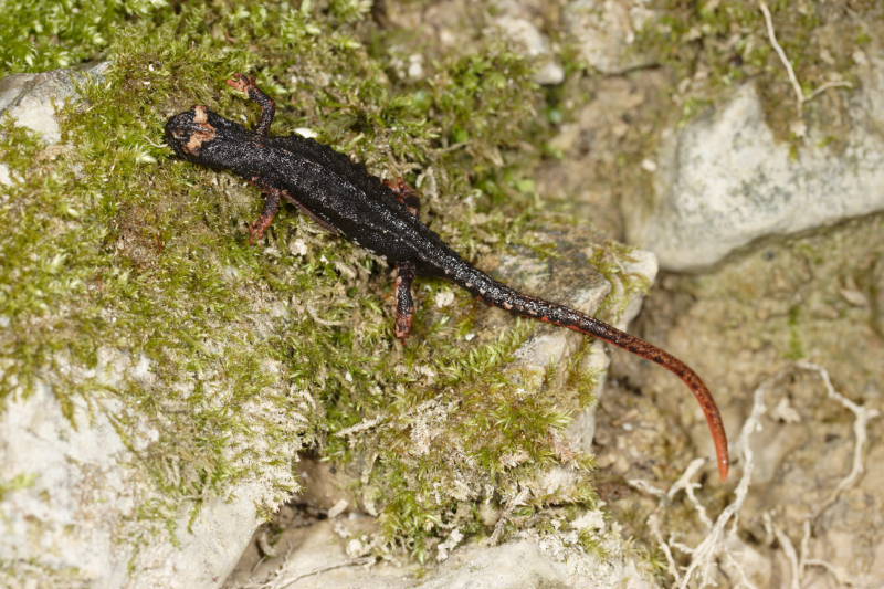Salamandrina perspicillata