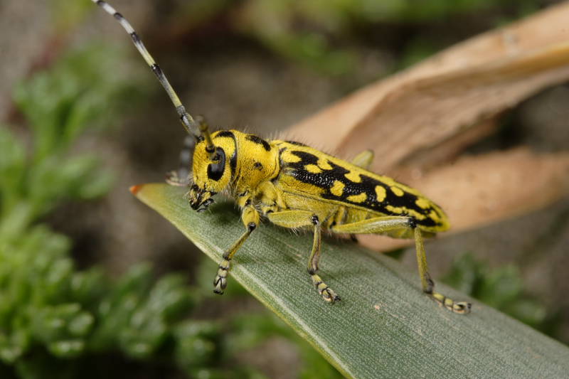 Saperda scalaris