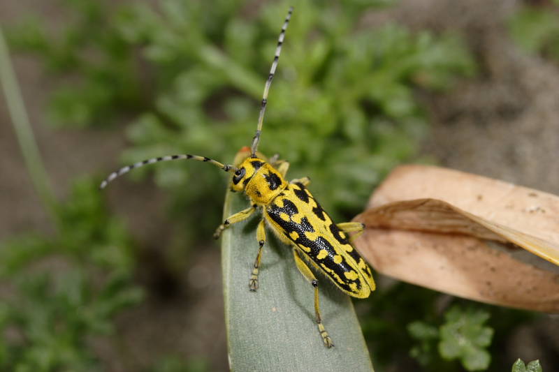 Saperda scalaris