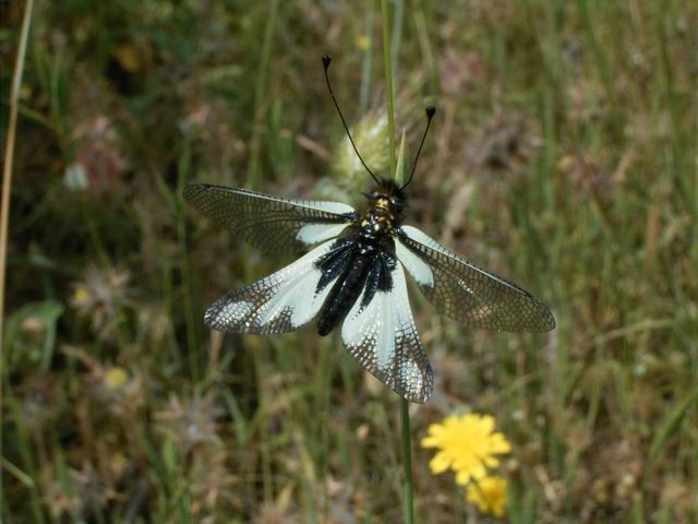 Libelloides coccajus, forma bianca