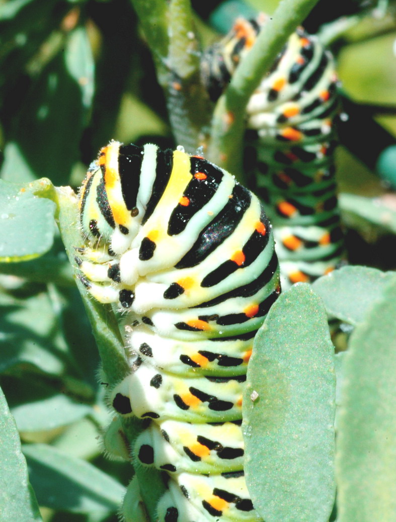 Bruco di Papilio machaon