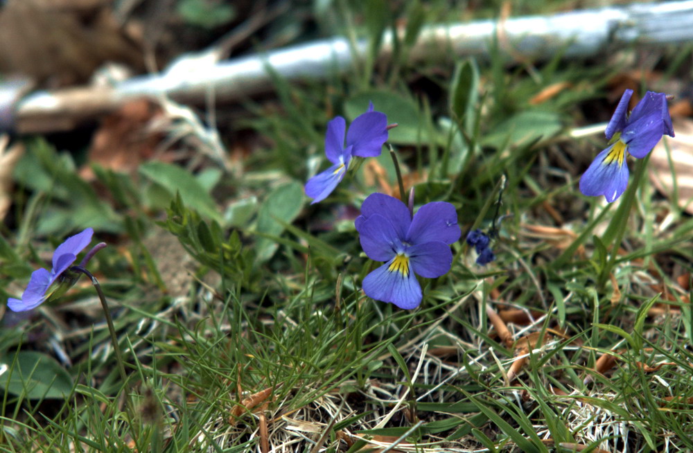 Viole del gruppo Viola calcarata