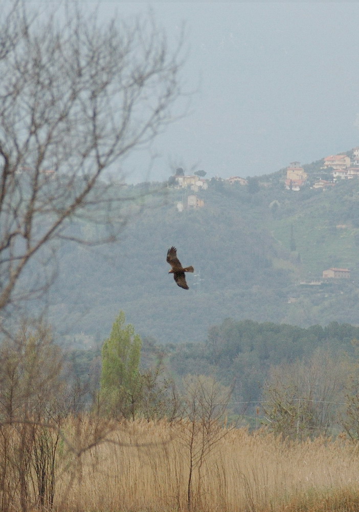 Oasi Lipu Massaciuccoli ...