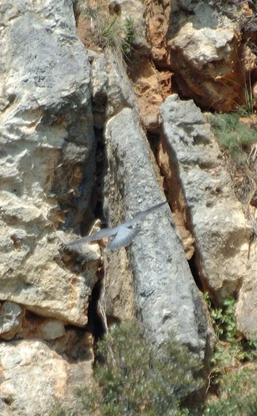 Falco Pellegrino.....