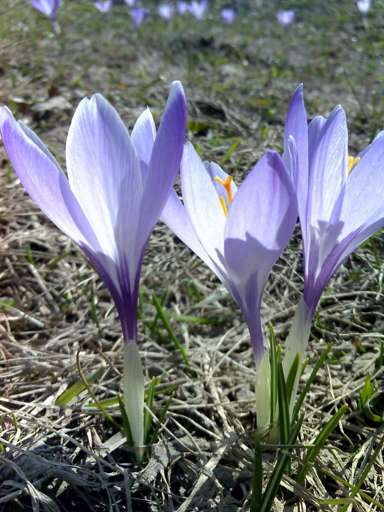 Crocus neglectus