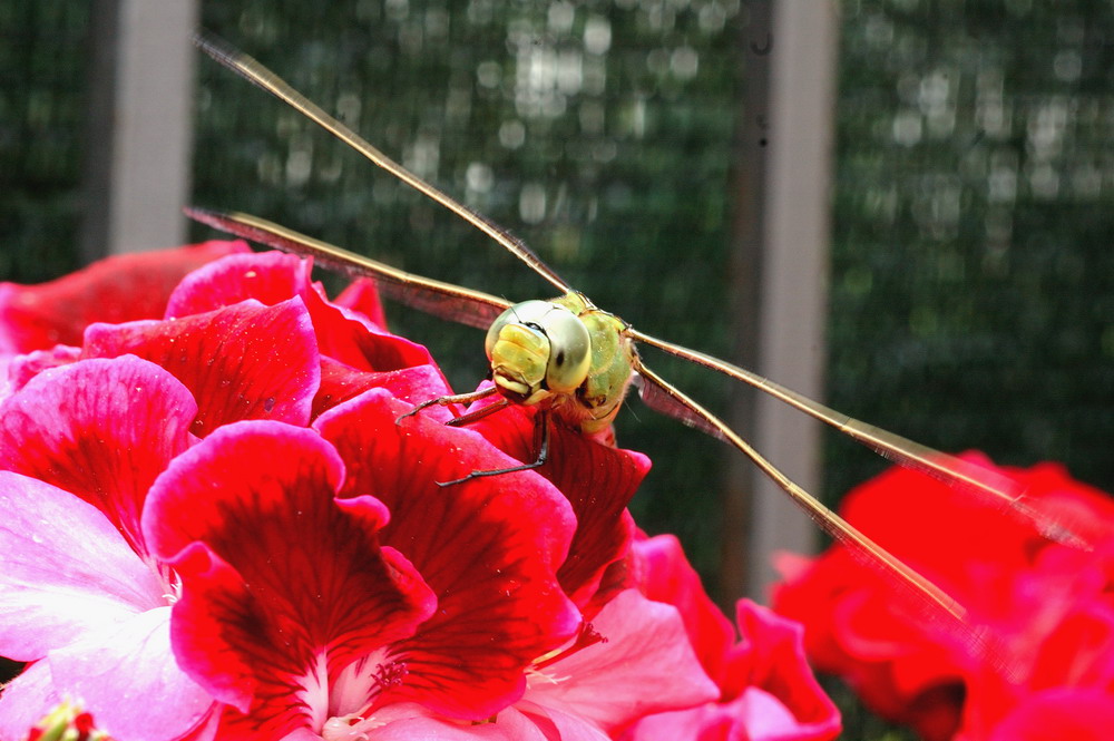 Un biplano.. finito sui fiori...Anax imperator