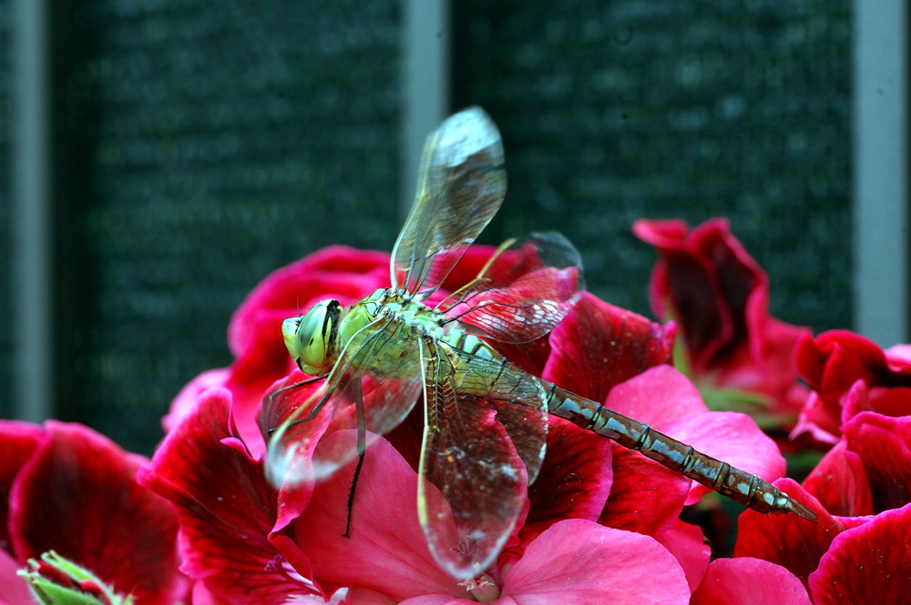 Un biplano.. finito sui fiori...Anax imperator