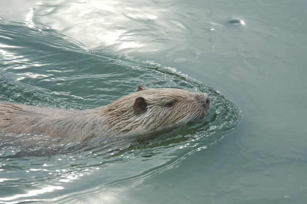 Nutria....