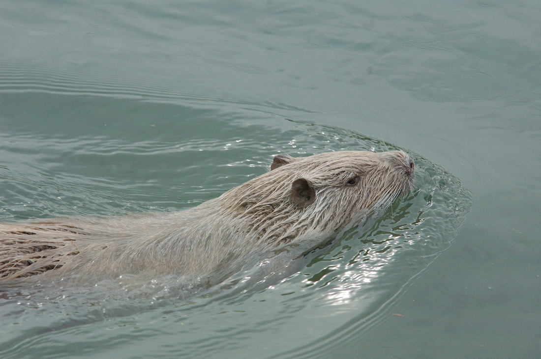 Nutria....
