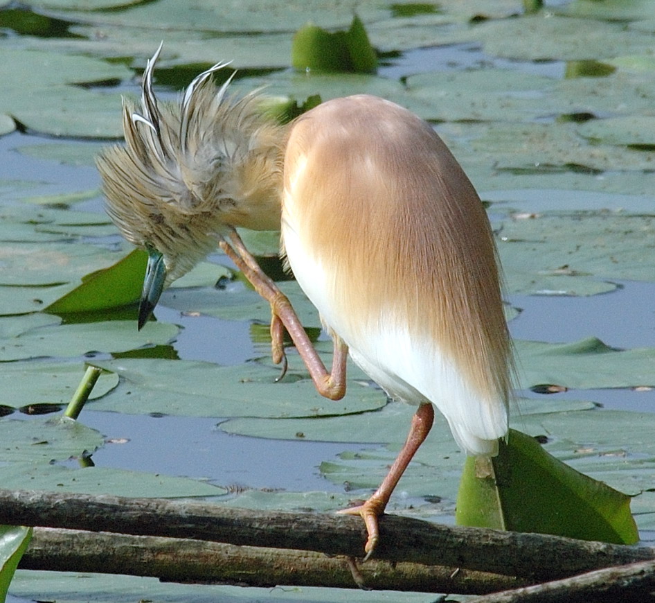 Sgarza ciuffetto - Ardeola ralloides