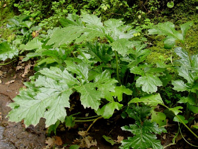Acanthus mollis / Acanto comune, Branca orsina, Brancalupo