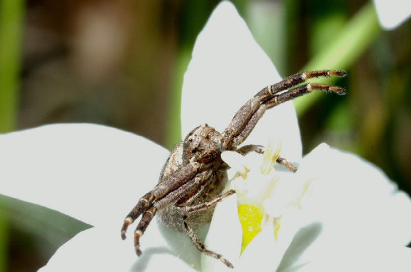 Amaurobius sp. e Xysticus sp.