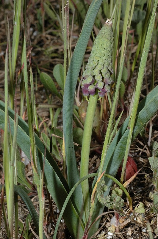 Muscari comosum / Lampagione