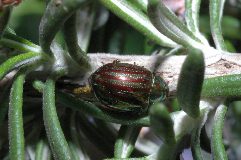 Bellissimo Crisomelide Chrysolina americana