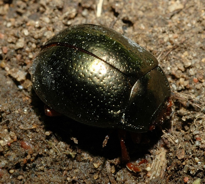 Chrysolina bankii