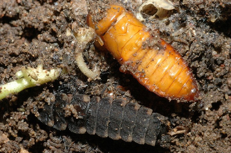 Larva di Lampyris noctiluca