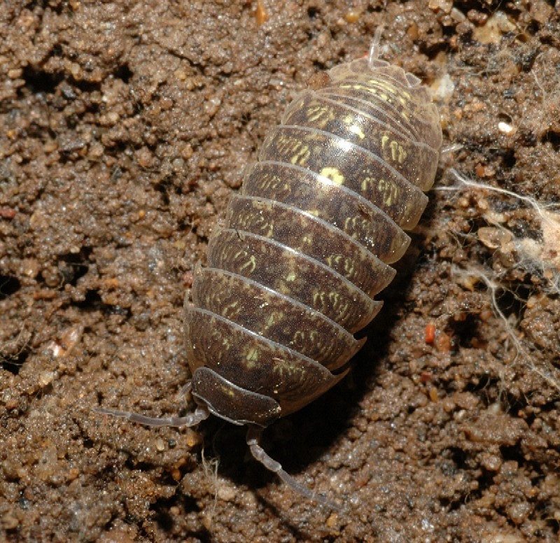 Armadillidium vulgare e Oniscus asellus