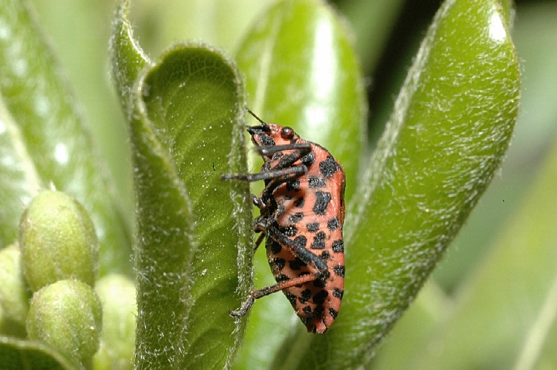 Graphosoma italicum