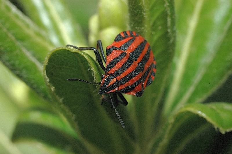 Graphosoma italicum