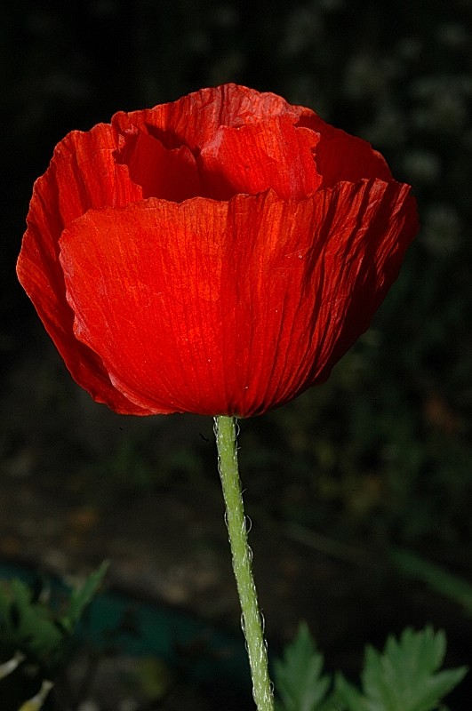 Cosa diventer? Papaver rhoeas